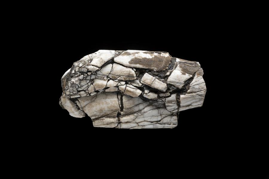 Belemnopseidae indet.