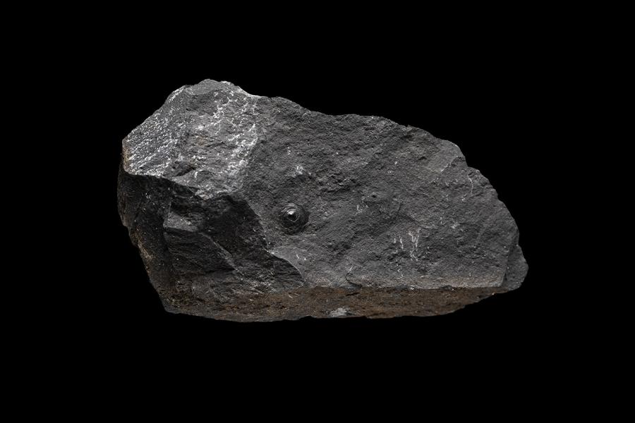 Discinisca cf. variabilis