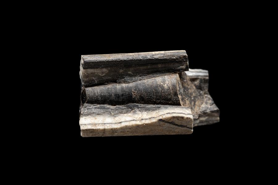 Belemnite (corte longitudinal del rostrum)