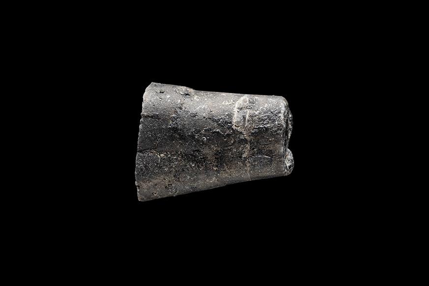 Fósil indeterminado