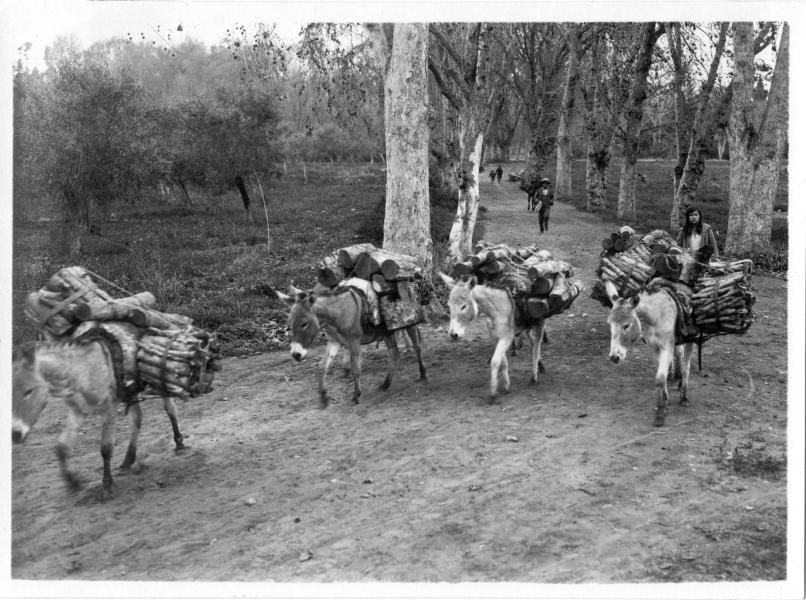 Tropa de burros con cargas de leña en el parque de La Compañía Alta