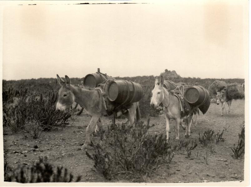 Tropa de burros con cargas Tropa de burros con cargas