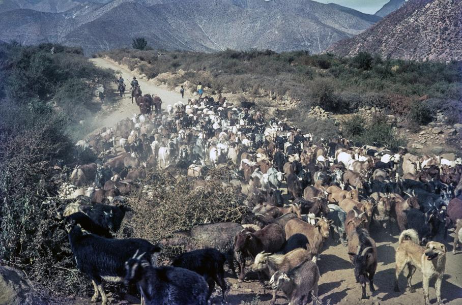 Familia de pastores guiando a su piño de cabras por los alrededores de Carén Familia de pastores guiando a su piño de cabras por los alrededores de Carén