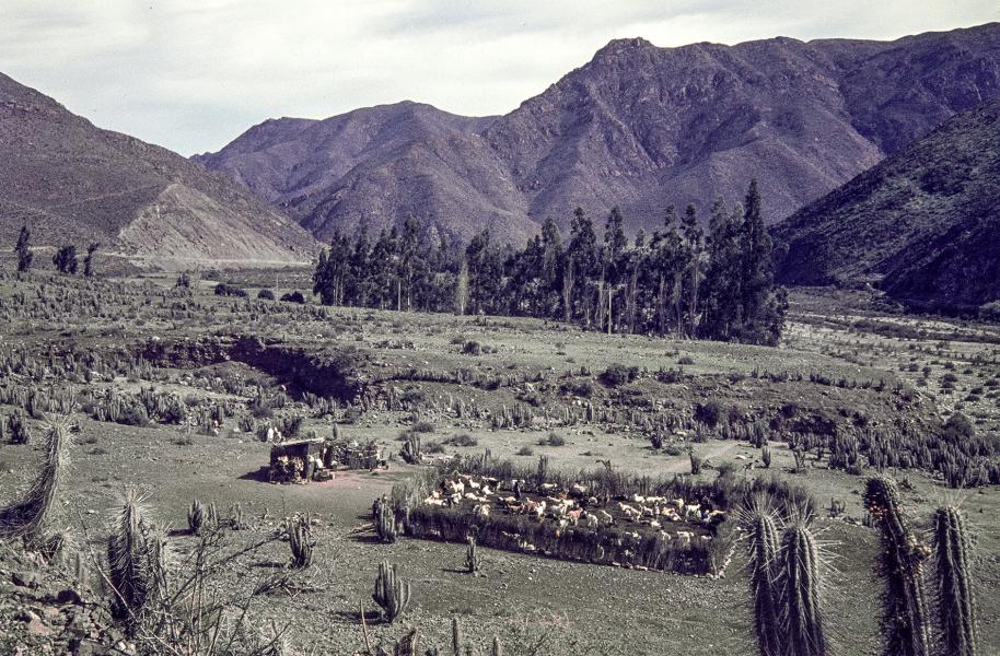 Corral de cabras en el valle del Elqui Corral de cabras en el valle del Elqui