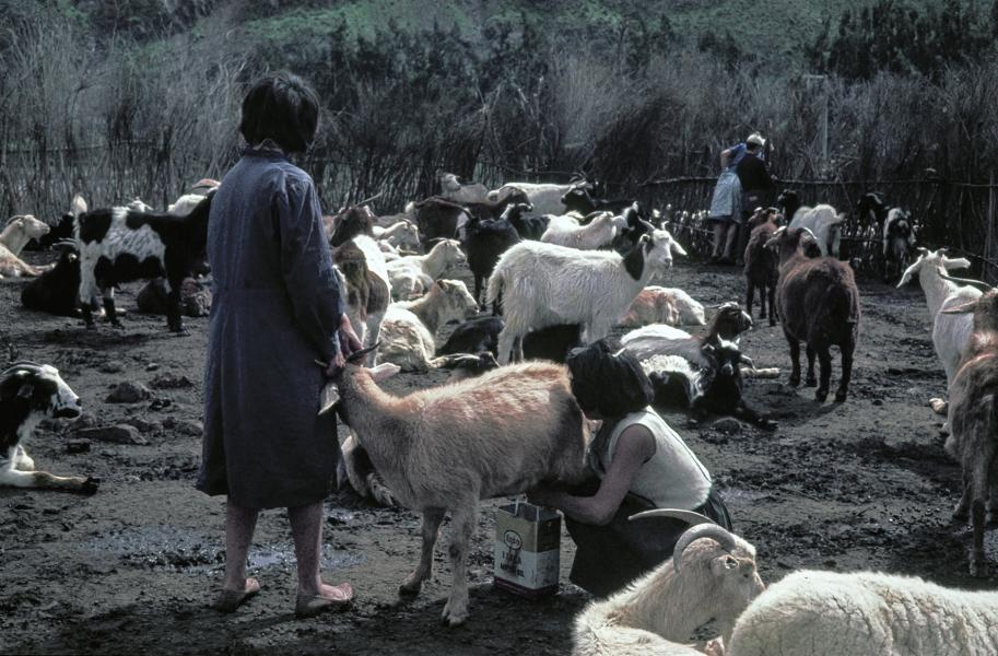 Mujeres ordeñando una cabra Mujeres ordeñando una cabra