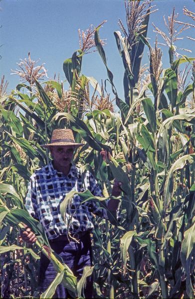 Campesino de Barraza en medio de un maizal