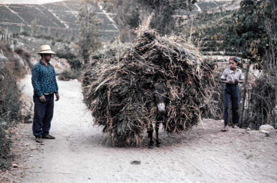 Burro cargado con parva de pasto Burro cargado con parva de pasto