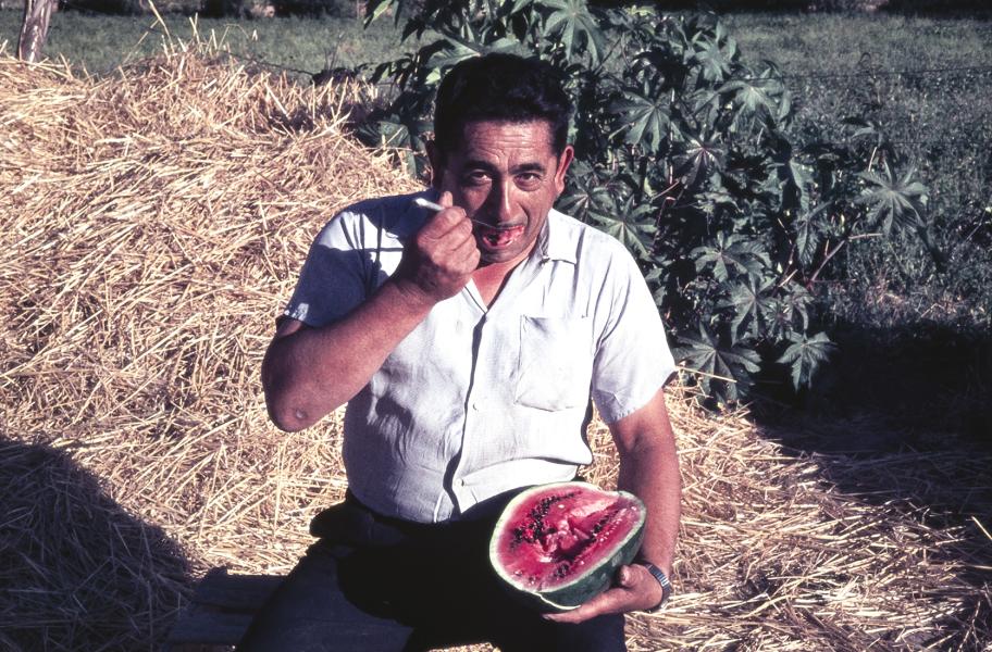 Hombre comiendo sandía en fundo Vista Hermosa