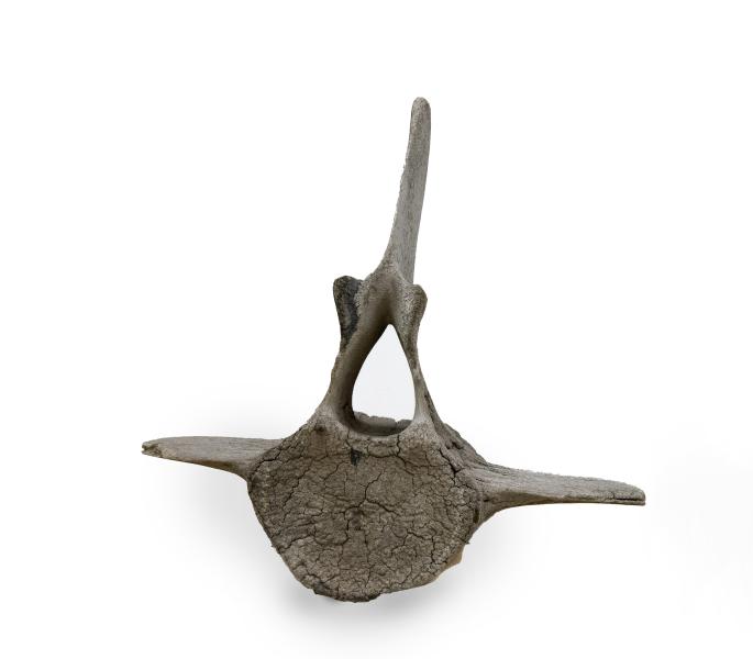 Vertebra de ballena