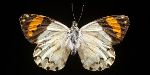 Mariposas del Biobío