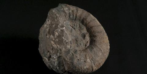 Fósiles del Maule