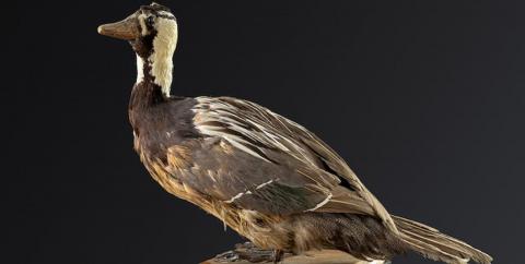 Colección ornitológica del MHNC