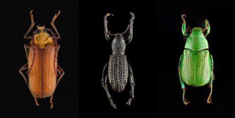 https://www.mhnv.gob.cl/colecciones/coleopteros-del-mhnv https://www.mhnv.gob.cl/colecciones/coleopteros-del-mhnv